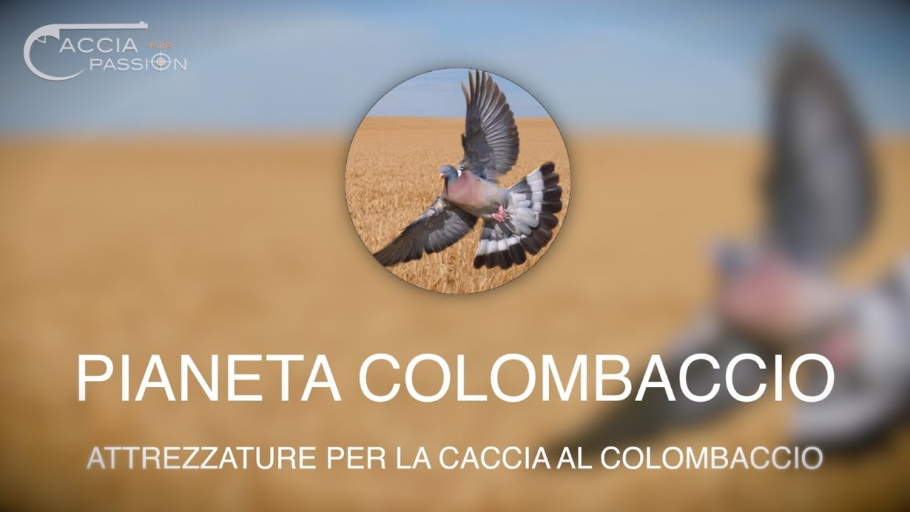 Pianeta Colombaccio